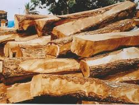 African Rosewood, Machibi, Rhodesian Copalwood Standing timber 1000000 m<sup>3</sup>