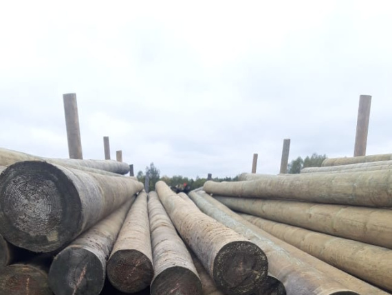 Scots Pine Wood utility poles 160 mm x 6.5 m