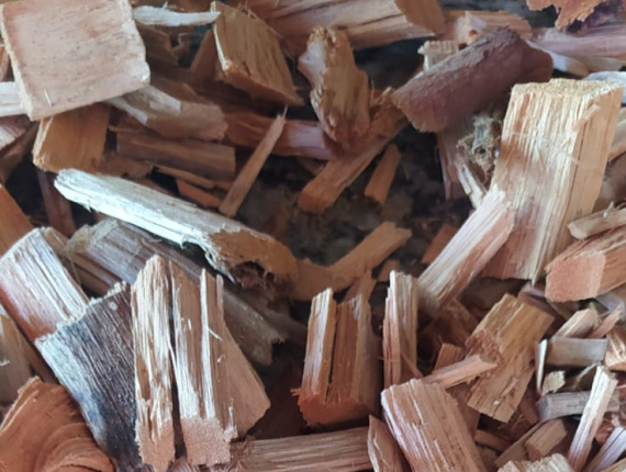 Eucalyptus Wood chips