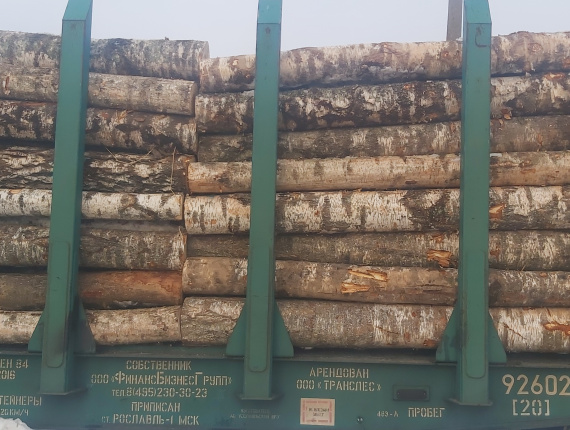 Silver Birch Veneer logs 500 mm x 6 m
