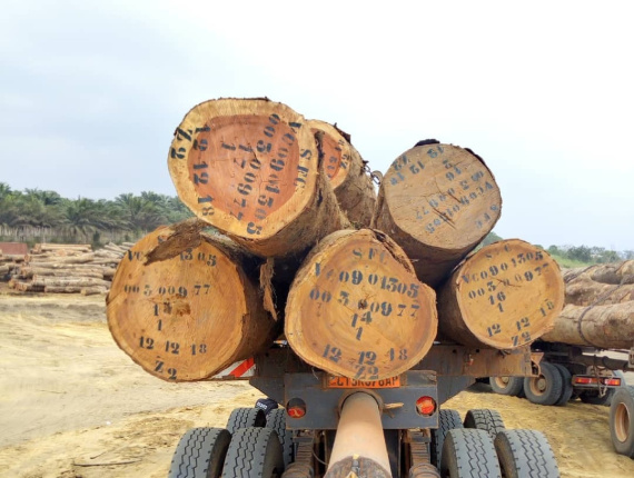 Dabema (Dahoma, Bukundu) Sawlog 110 mm x 8 m