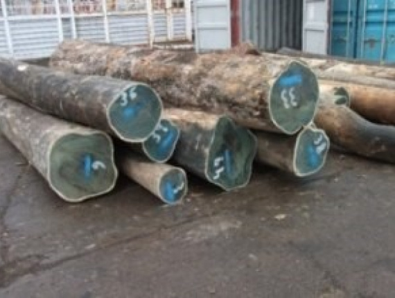 Sägeblöcke Palo Santo 350 mm x 3.5 m