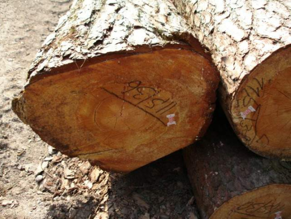 Radiata Pine Sawlog 300 mm x 5.9 m