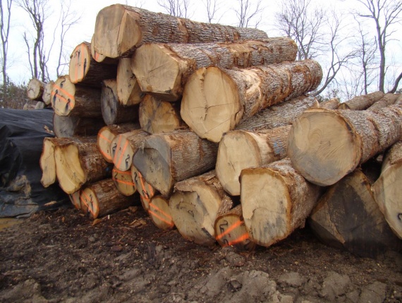 Oak logs 3.8 m