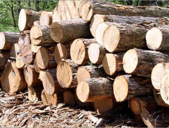 Stehendes Holz Avodiré (Lusamba) 915701 m<sup>3</sup>