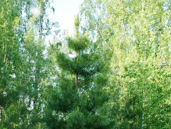 Деревья (крупномер), кедр сибирский, стандарт, 480-520 см.