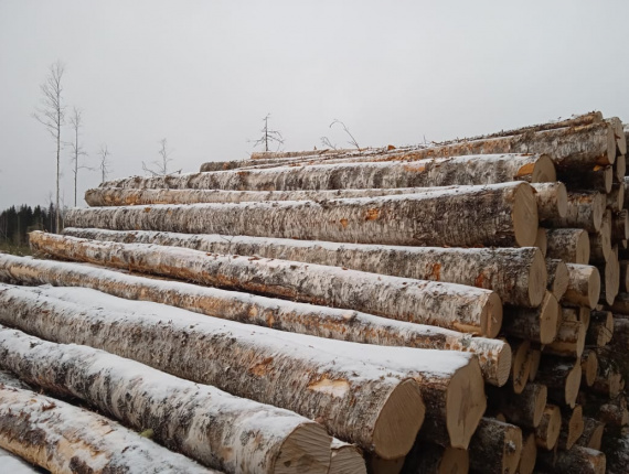 Birch Standing timber 10000 m<sup>3</sup>