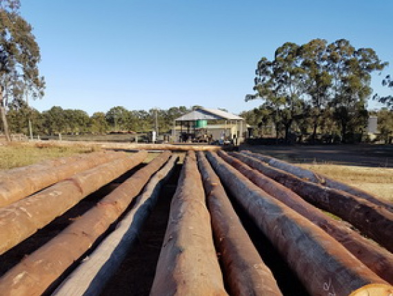 Tasmanian Oak Poles 250 mm x 12 m